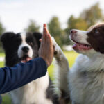 Adult Dog Care at Home: Complete Guide for Daily Health & Happiness