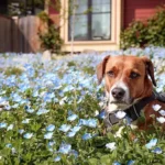 Proven Strategies for Effective Aggression Management in Dogs: Smart and Stress-Free Approaches