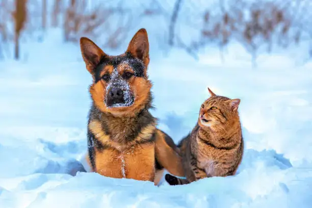 Aggression Management in Dogs