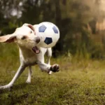 Proven Barking at Visitors Solutions: A Simple Guide to Calm Your Dog and Reduce Stress
