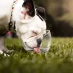 Basic Dog Care Rules: A Beginner’s Guide to At-Home Pet Care