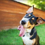 Essential Tips and Step-by-Step Guidance for Bathing Dog at Home Safely Without Stress or Risk