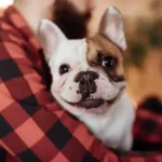 Smart Brushing Teeth: Essential Daily Dental Care Tips for Your Dog