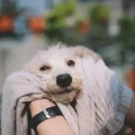 The Essential Guide to Stress-Free Cleaning Dog Bedding for a Healthier Home