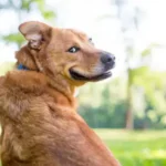 Essential Clipping Nails: Step-by-Step Guide for Stress-Free Dog Grooming at Home