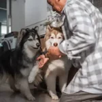 Proven Guide to Coat Conditioning: Keep Your Dog’s Coat Healthy and Shiny