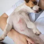 The Essential Coat Maintenance Tips for a Healthy, Stress-Free Dog