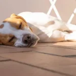 Proven Coat Shine Tips for Dogs: Simple Ways to Keep Your Pup’s Fur Healthy and Lustrous