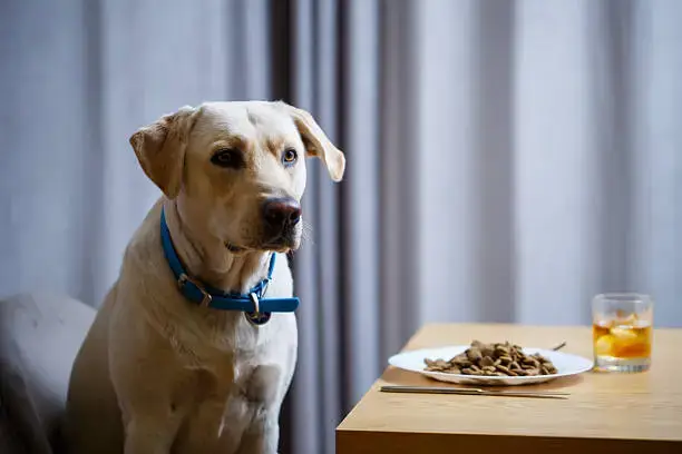 Consistent feeding and hydration schedule for dogs in daily dog care routines