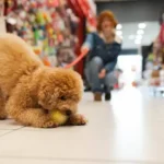 Daily Cleaning Routine: A Simple, Proven Guide to Keep Your Dog and Home Clean