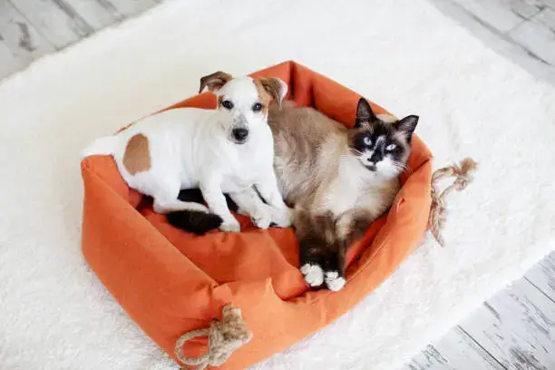 Daily Cleaning Routine