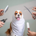 Easy and Essential Daily Dog Care Routines for a Healthy and Happy Pup