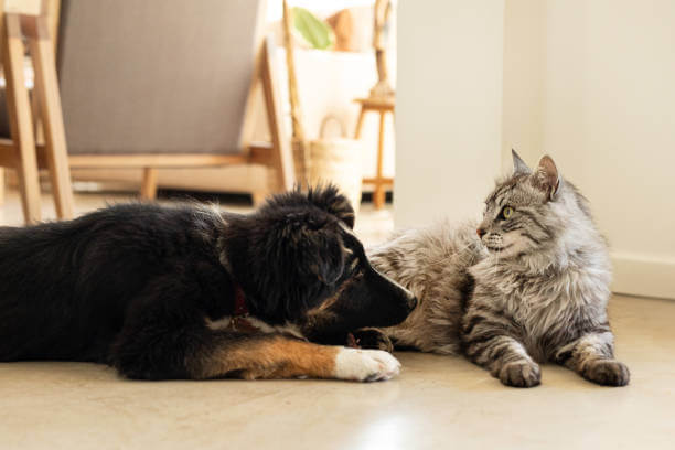 Daily Dog Care Routines