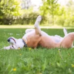 Dental Health Monitoring: Easy and Proven Ways to Check Your Dog’s Teeth and Gums Regularly