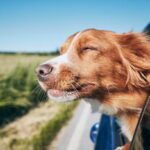 Dog Barking at Home: Causes, Prevention, and Effective Solutions