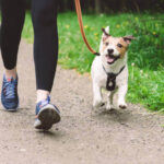 Dog Behavior at Home: Understanding, Socialization, and Training Tips