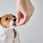 Easy & Essential Dog Care at Home for Beginners: A Practical, Stress-Free Starting Guide