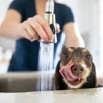 Dog Care for Beginners: Essential Tips for First-Time Dog Owners