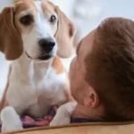 Dog Care for Busy Owners: Essential Tips for a Happy, Healthy Pup