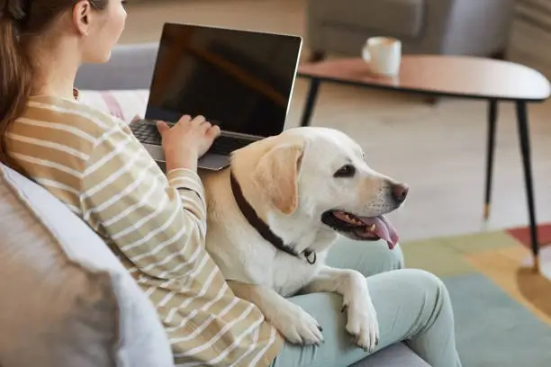 Dog owner conducting a short 5-minute training session, illustrating efficient dog care for busy owners