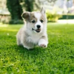 Dog Daily Care Routine: A Simple Plan That Works in Multi-Dog Homes