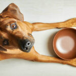 Dog Exercise at Home: Fun and Effective Ways to Keep Your Dog Active