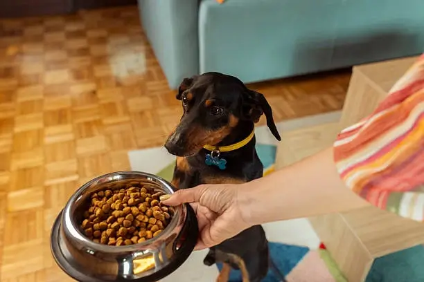 Dog Feeding at Home
