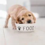 Dog Feeding at Home: Building a Healthy Foundation from the Bowl Up