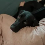 Dog Home Alone Training: A Complete Guide for Pet Owners