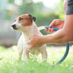 Dog Hygiene at Home Made Easy: Practical Daily Habits for a Cleaner, Healthier Dog