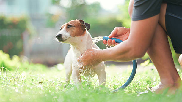 Dog Hygiene at Home
