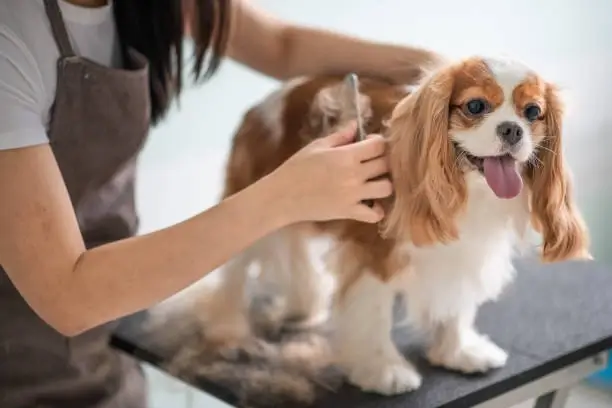 Dog Nail Care at Home