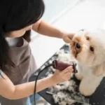 Essential & Stress-Free Dog Nail Care at Home: Practical Routines to Avoid Pain and Costly Mistakes