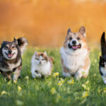 Dog Proofing Your Home: A Complete Safety Guide for New Dog Owners