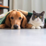 Dog Safety at Home: A Complete Room-by-Room Guide for Pet Owners