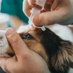 The Essential Guide to Managing Dog Shedding at Home for a Stress-Free Clean and Healthy Environment