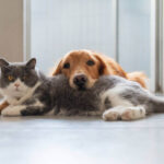 Dog Stress Signs at Home: How to Recognize, Understand, and Respond Early
