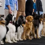 Proven Emergency Preparation Tips for Pet Owners: Keep Your Dog Safe