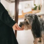 Essential Emergency Preparedness Tips for Pet Owners: Keep Your Dog Safe in Any Situation