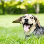 Essential Evening Dog Routine: Proven Steps for a Stress-Free Night at Home