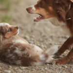 Excessive Barking Solutions: Practical, Stress-Free Ways to Correct Persistent Barking at Home