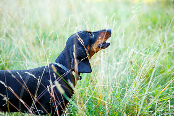 Excessive Barking Solutions