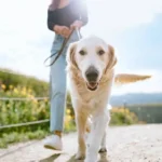 Essential Exercise Quick Tips for Busy Dog Owners: Maximize Short Play Sessions