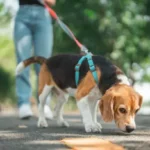 Proven Techniques to Recognize and Understand Fear Responses in Dogs