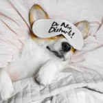 Essential Feeding Schedule Guide: A Simple and Proven Daily Plan for Dogs