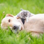 The Essential Guide to Proven Feeding Techniques for Dogs: Smart Strategies for Healthy and Stress-Free Meals