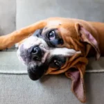 Easy Feeding Tips for Puppies: A Smart Guide for Healthy Growth