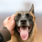 The Essential Guide to Smart Feeding for Weight Management in Dogs: Proven Tips for Maintaining a Healthy Weight