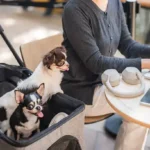 Essential Grooming Mistakes to Avoid: A Smart Guide for Dog Owners