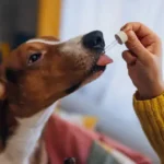 Grooming Routine Planner: How to Organize a Consistent Dog Grooming Schedule at Home